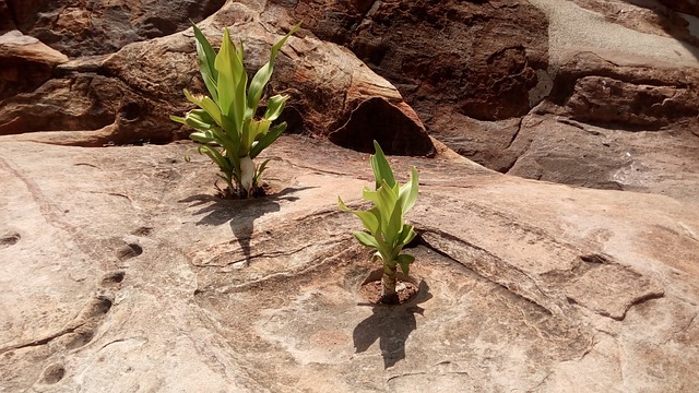 存活 岩石 - 上的免费照片