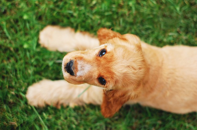 可卡犬语 狗 可卡猎犬 - 上的免费照片