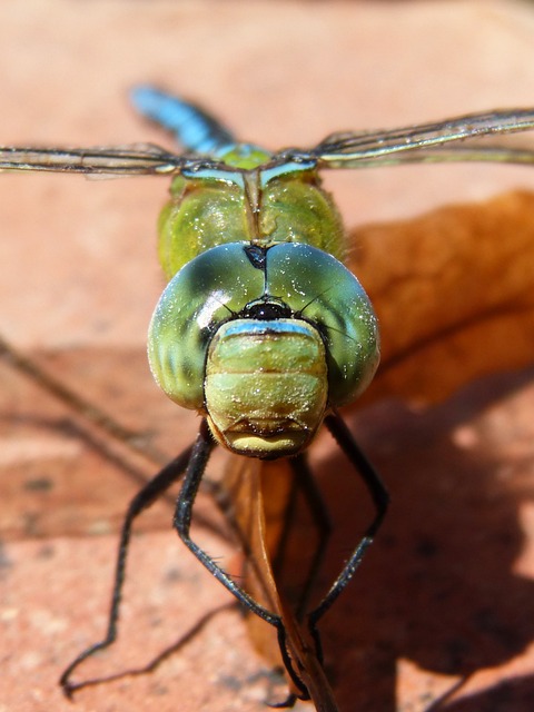 蜻蜓 蓝蜻蜓 Aeshna Affinis - 上的免费照片
