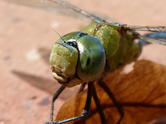 蜻蜓 蓝蜻蜓 Aeshna Affinis - 上的免费照片