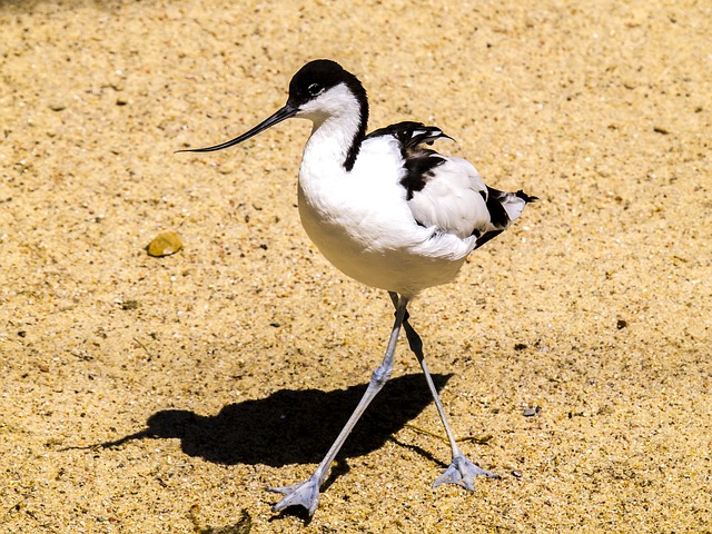 Avocets 水鸟 鸟 - 上的免费照片