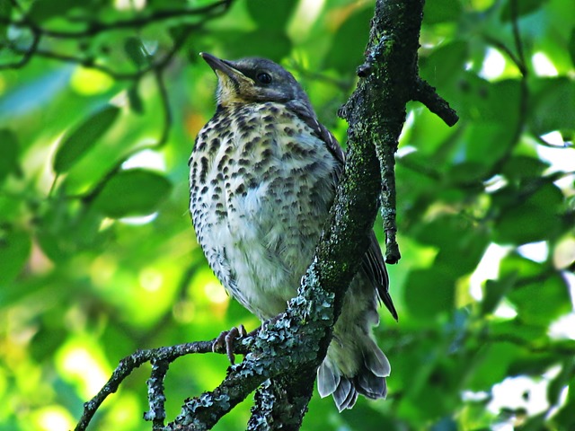 鸟 Drozd 青年 - 上的免费照片