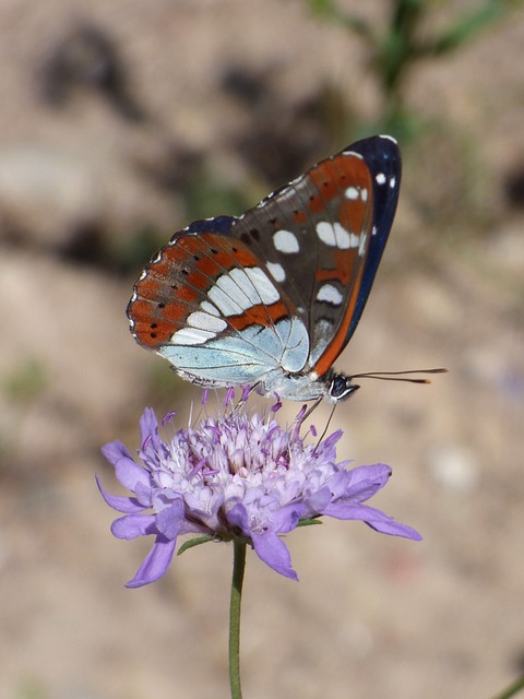 蝴蝶 流若虫 减少性脑膜炎 - 上的免费照片