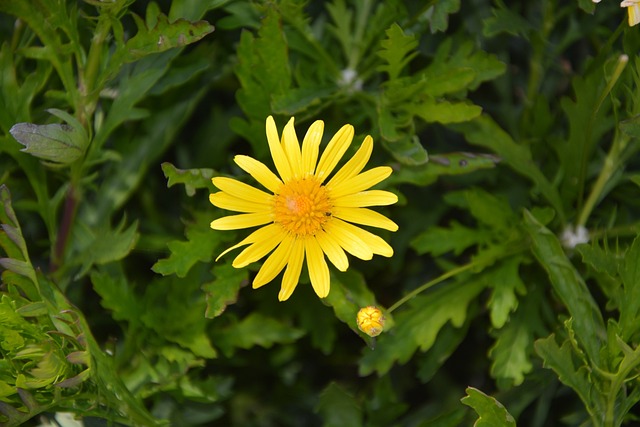 花 黄色 黄色的花 - 上的免费照片