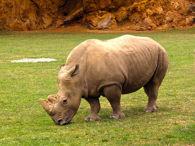 Hipoopótamo 自然 野生动物 - 上的免费照片