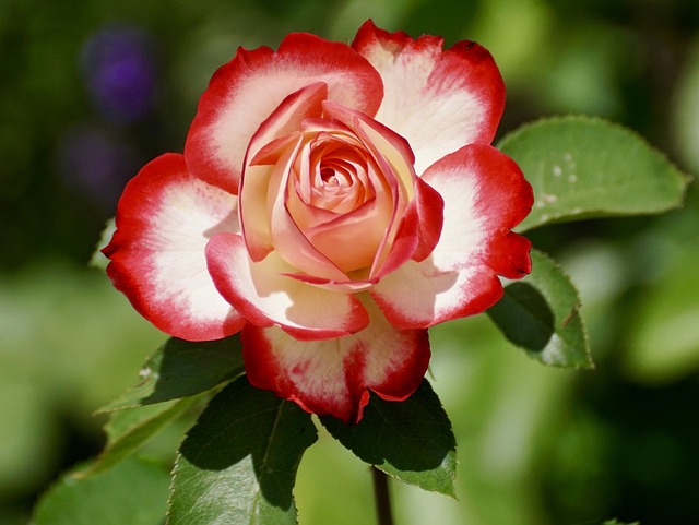 玫瑰 双色花 双色玫瑰 - 上的免费照片