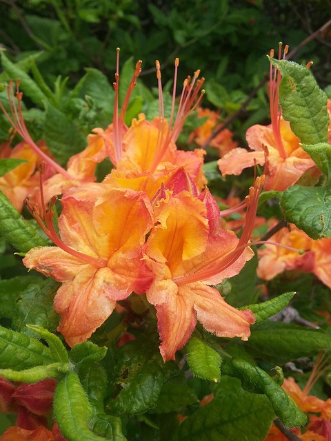 杜鹃花 花朵 盛开 - 上的免费照片