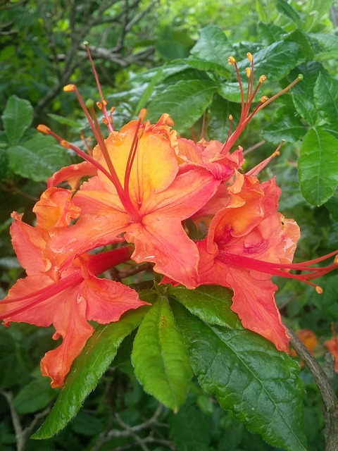 杜鹃花 花朵 盛开 - 上的免费照片