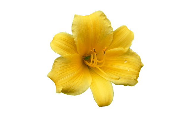 黄花菜 百合 开花 - 上的免费图片