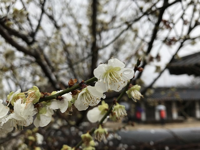 梨花 韩国 花 - 上的免费照片