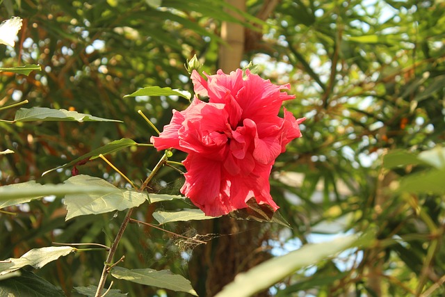 红色的 开花 花 - 上的免费照片