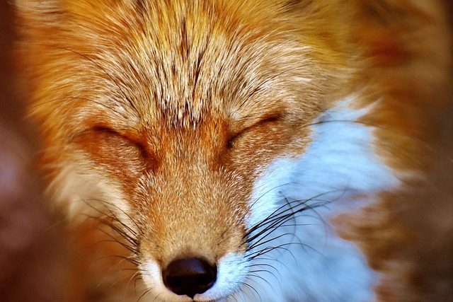 狐狸 野生动物 动物肖像 - 上的免费照片