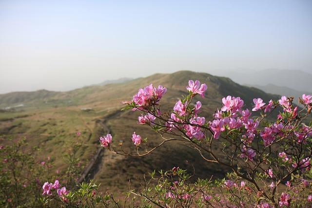 香峨眉山 映山红 韩国 - 上的免费照片