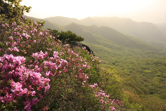 香香峨眉山 映山红 韩国 - 上的免费照片