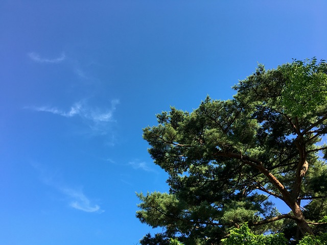 松 自然 天空 - 上的免费照片