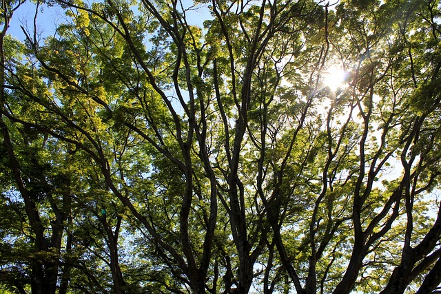 松 自然 天空 - 上的免费照片