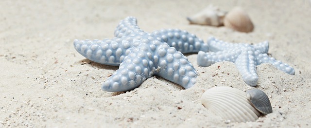 海星 贝类 沙 - 上的免费照片