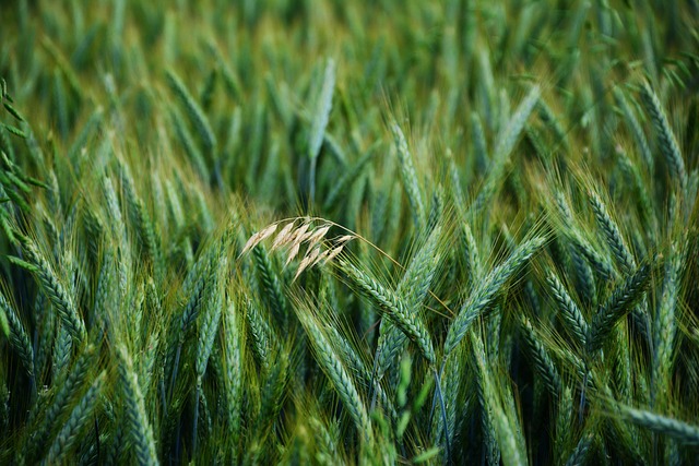 大麦 粮食 燕麦 - 上的免费照片