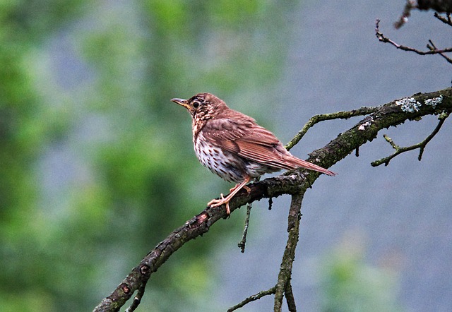 Drozd 鸟 树 - 上的免费照片