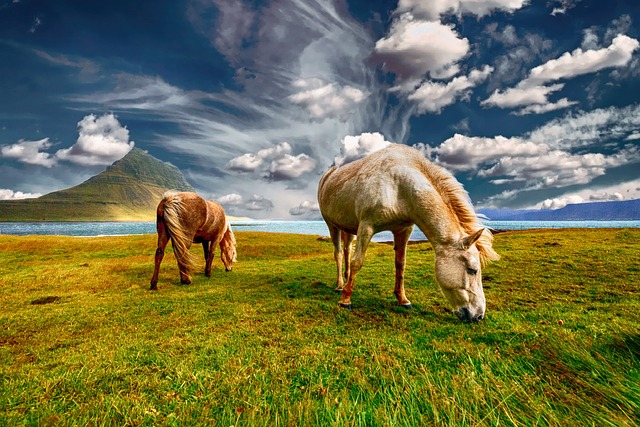 马匹 放牧 牧场 - 上的免费照片