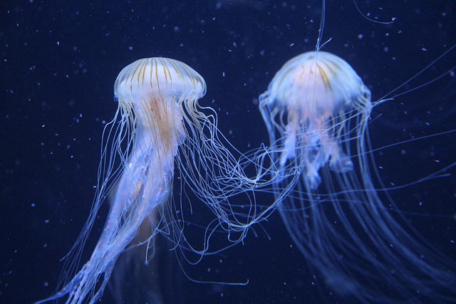 海蜇 动物 水下 - 上的免费照片