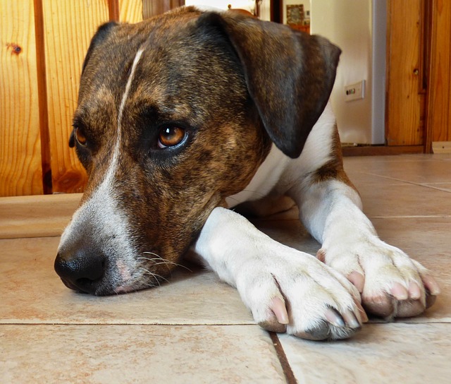 狗 Stafordterier - 上的免费照片