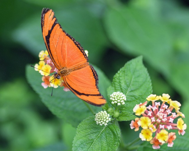 蝴蝶 异国情调 Drias - 上的免费照片