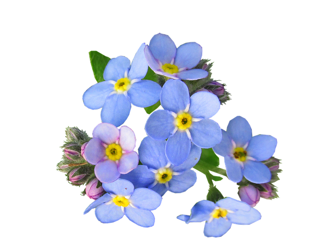 花朵 蓝色的 别忘了我 - 上的免费照片