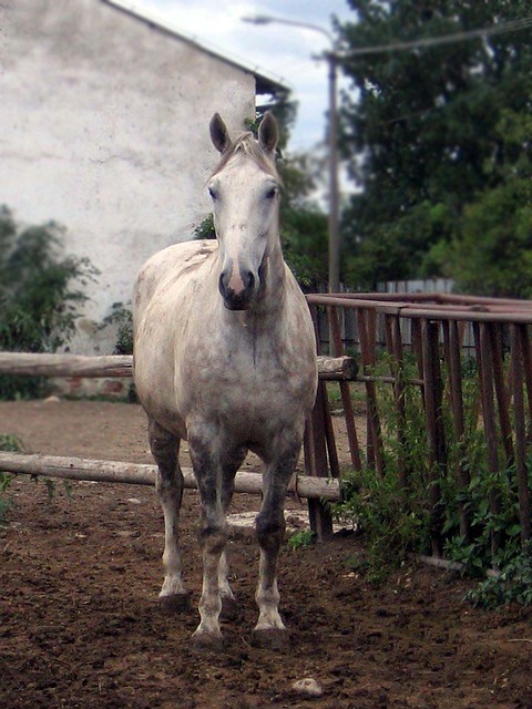 一匹马 Mare 种马 - 上的免费照片