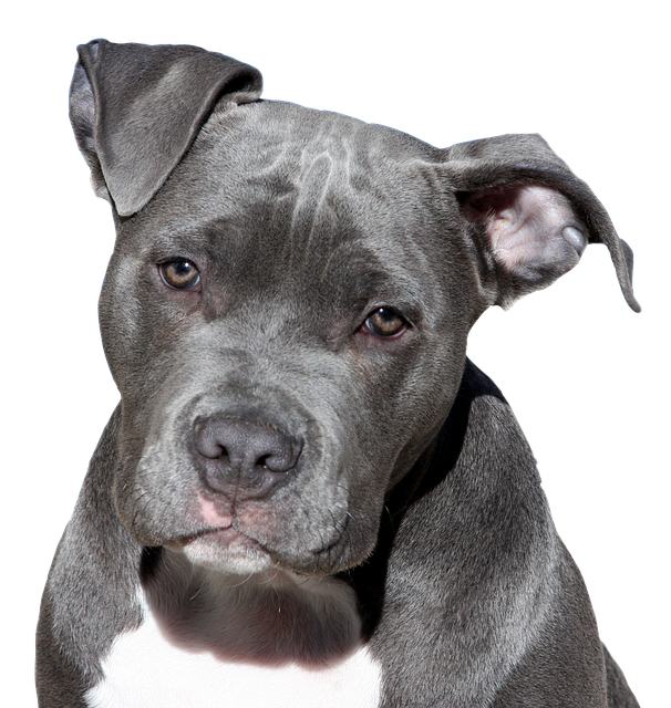 狗 比特犬 梗犬 - 上的免费图片