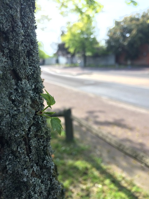 嫩叶 生命 生机 - 上的免费照片