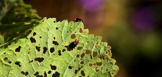 害虫 叶子 自然 - 上的免费照片