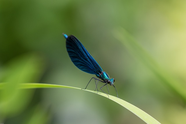 蜻蜓 蓑羽 蓝蜻蜓 - 上的免费照片