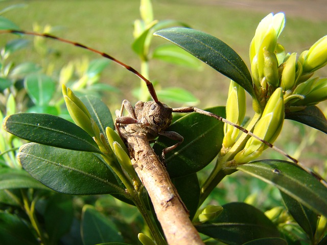 齐默曼博克 Zimmermann长角牛 甲虫 - 上的免费照片