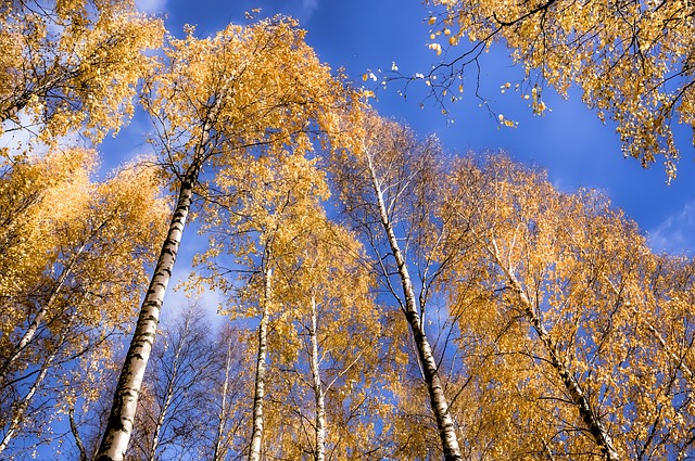 桦木 森林 天空 - 上的免费照片