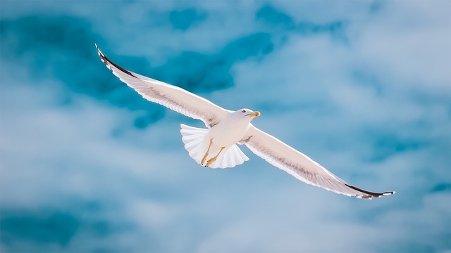 鸟 海鸥 鸟类学 - 上的免费照片
