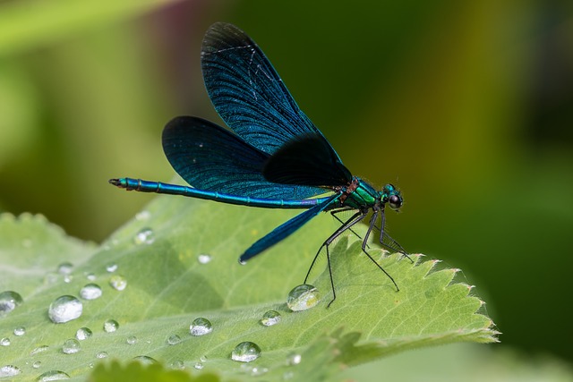蓑羽 蓝蜻蜓 蜻蜓 - 上的免费照片