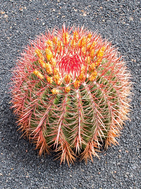 仙人掌花园 仙人掌 兰萨罗特岛 - 上的免费照片