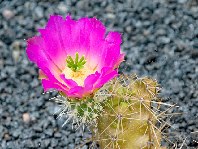 仙人掌花园 仙人掌 兰萨罗特岛 - 上的免费照片