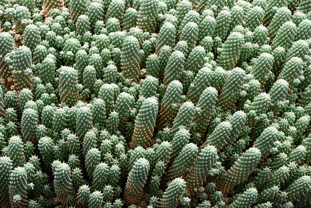 仙人掌花园 仙人掌 兰萨罗特岛 - 上的免费照片