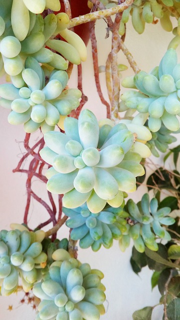 植物 多汁的 粗杂植物 - 上的免费照片