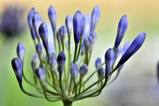 观赏百合 花 开花 - 上的免费照片