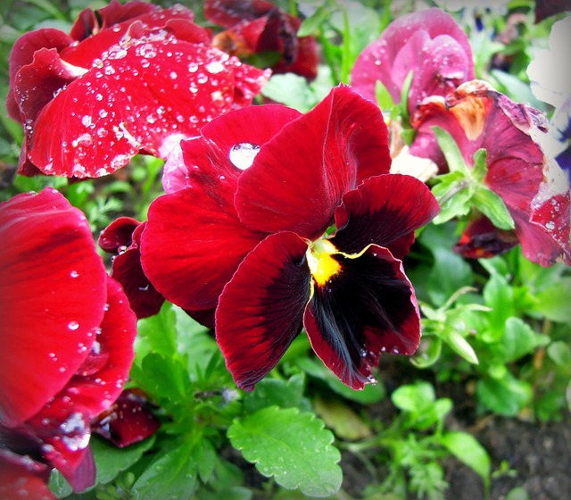 三色紫罗兰 紫色 Viola - 上的免费照片