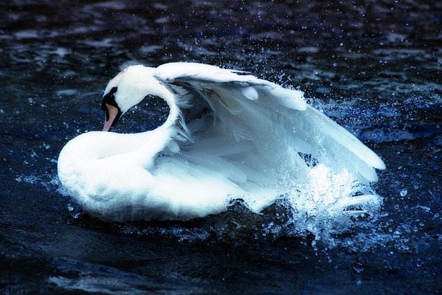 天鹅 汉堡 自然 - 上的免费照片