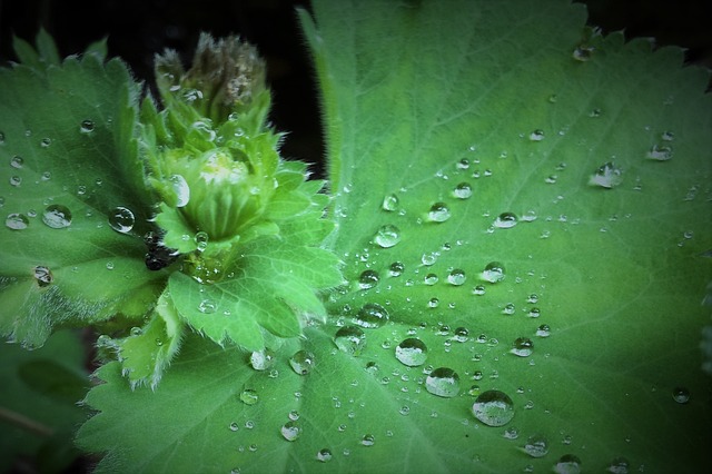 绿色 滴 水 - 上的免费照片