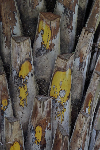 树干 棕榈树 棕榈树的根 - 上的免费照片