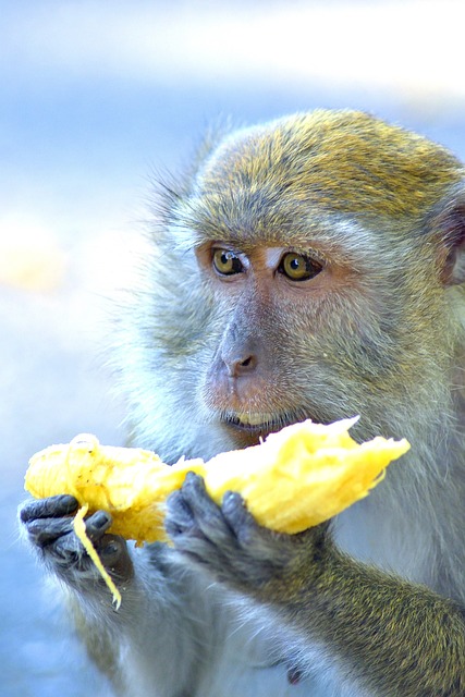 猴子 猿 类人猿 - 上的免费照片