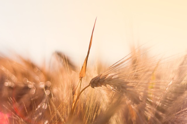 大麦 逆光 傍晚的太阳 - 上的免费照片