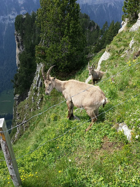 贝阿滕贝格 尼德霍恩 - 上的免费照片