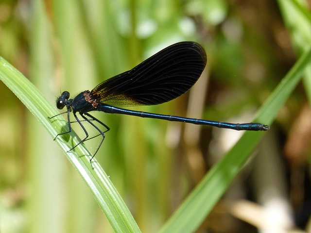黑蜻蜓 豆娘 湿地 片Calopteryx - 上的免费照片